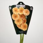 Mini Gerbera Larissa (Bulk DIY)