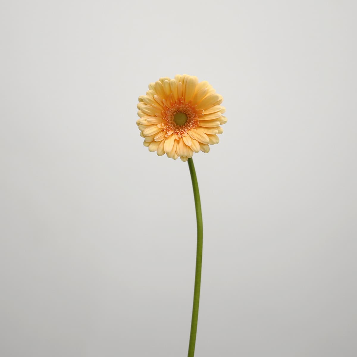 Mini Gerbera Larissa (Bulk DIY)