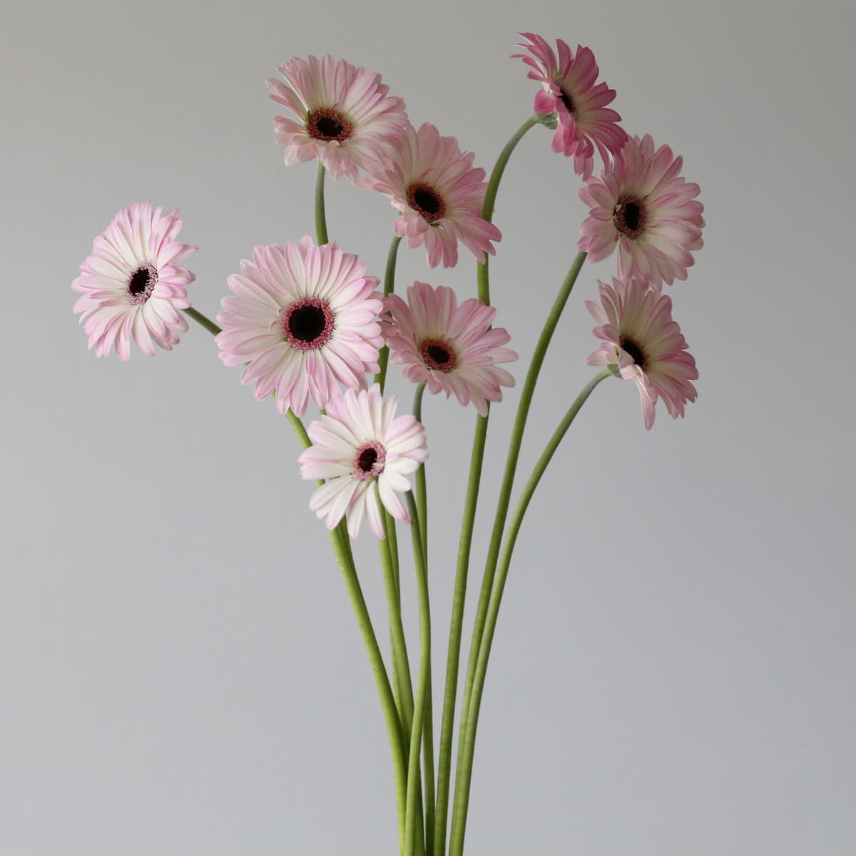 Mini Gerbera Lollipop
