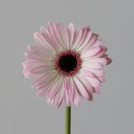 Mini Gerbera Lollipop (Bulk DIY)