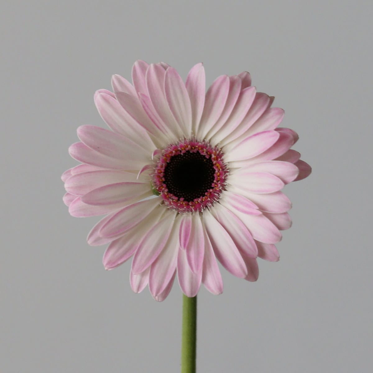 Mini Gerbera Lollipop