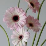 Mini Gerbera Lollipop (Bulk DIY)