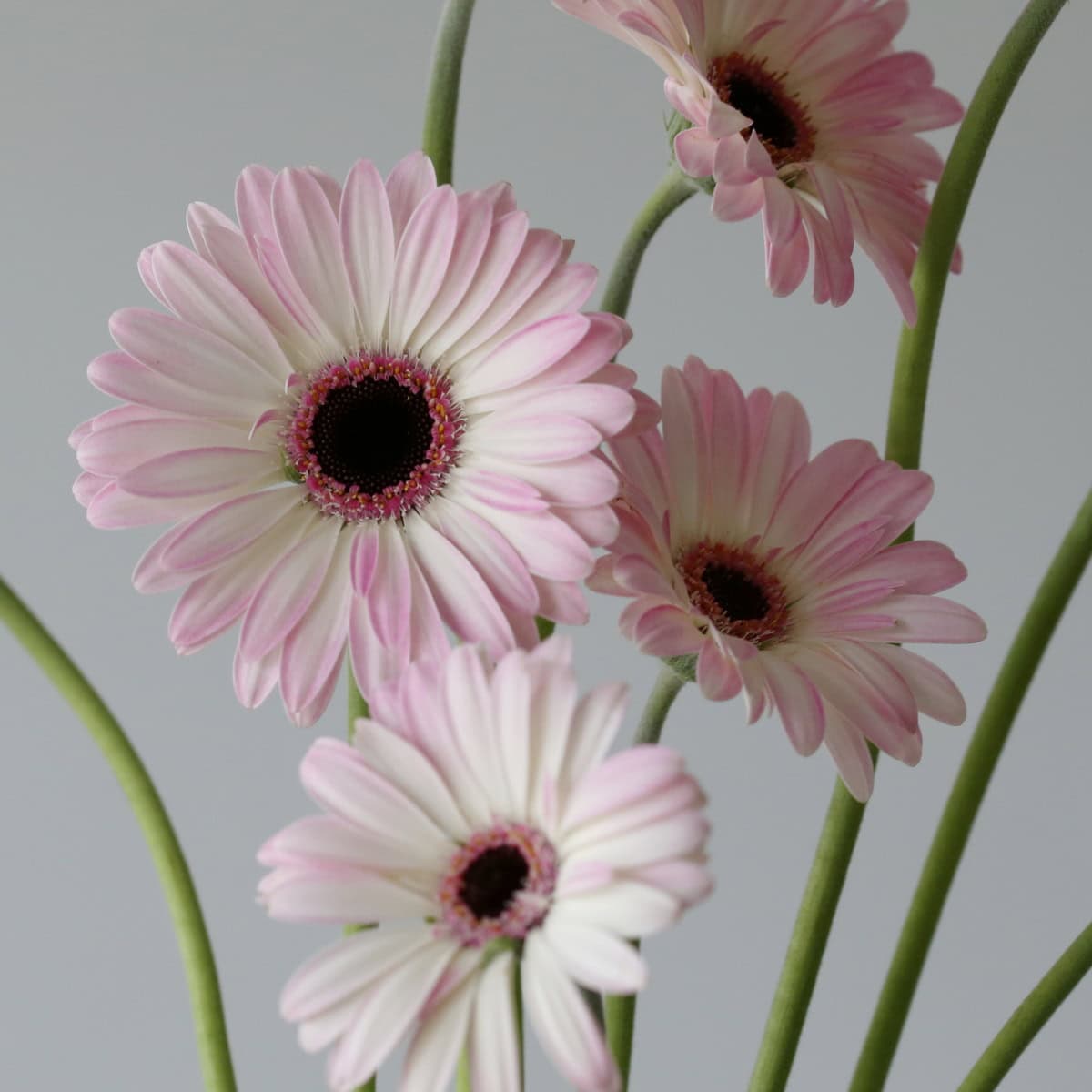 Mini Gerbera Lollipop (Bulk DIY)