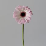 Mini Gerbera Lollipop (Bulk DIY)