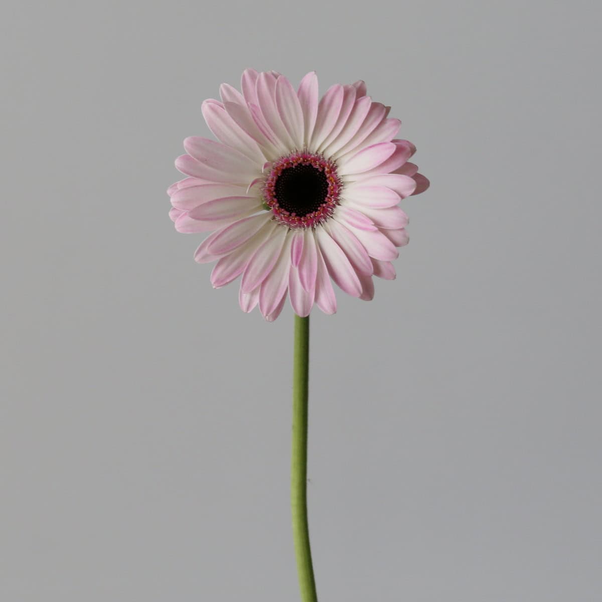 Mini Gerbera Lollipop (Bulk DIY)