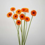 Mini Gerbera Madison (Bulk DIY)