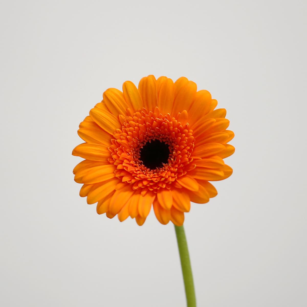 Mini Gerbera Madison