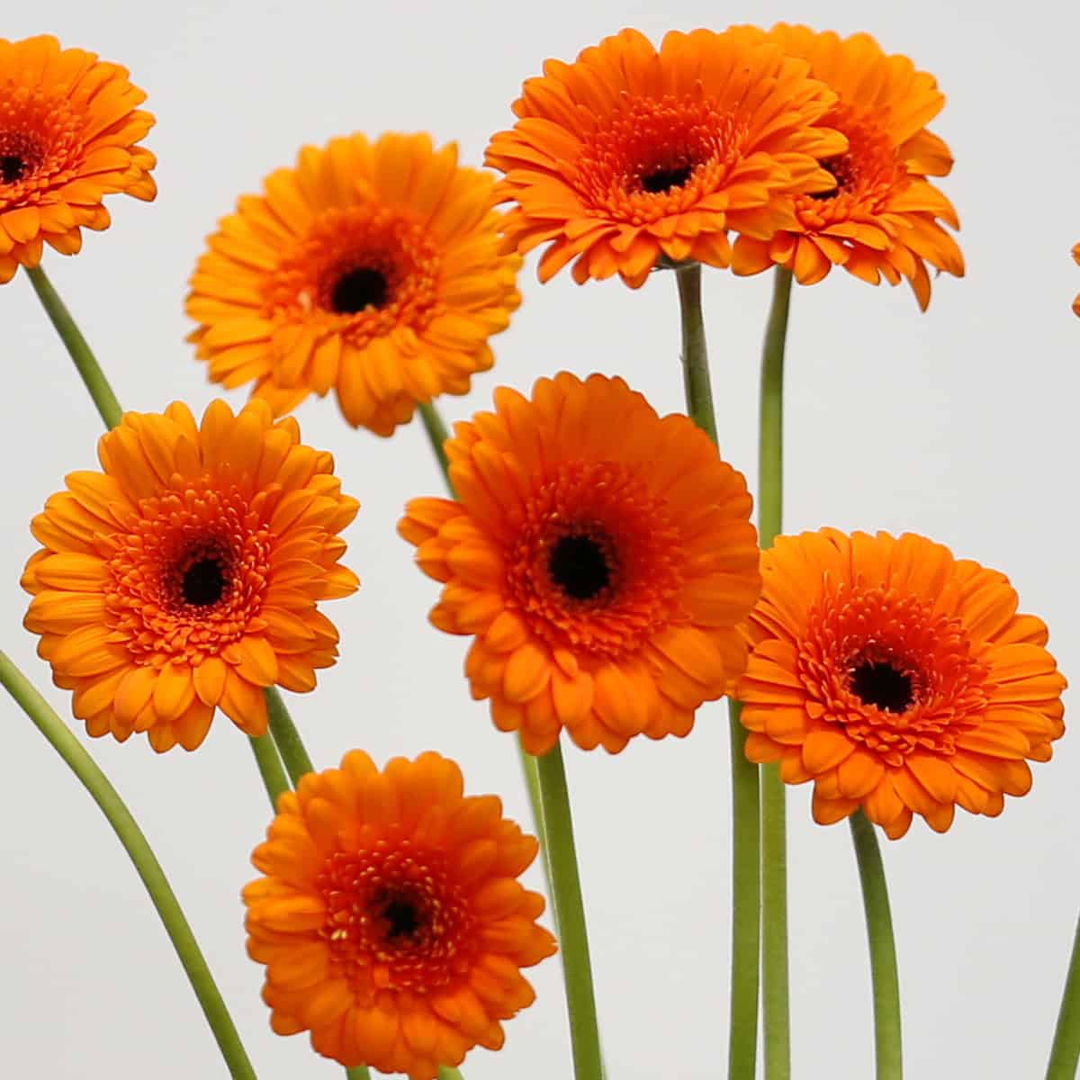 Mini Gerbera Madison (Bulk DIY)