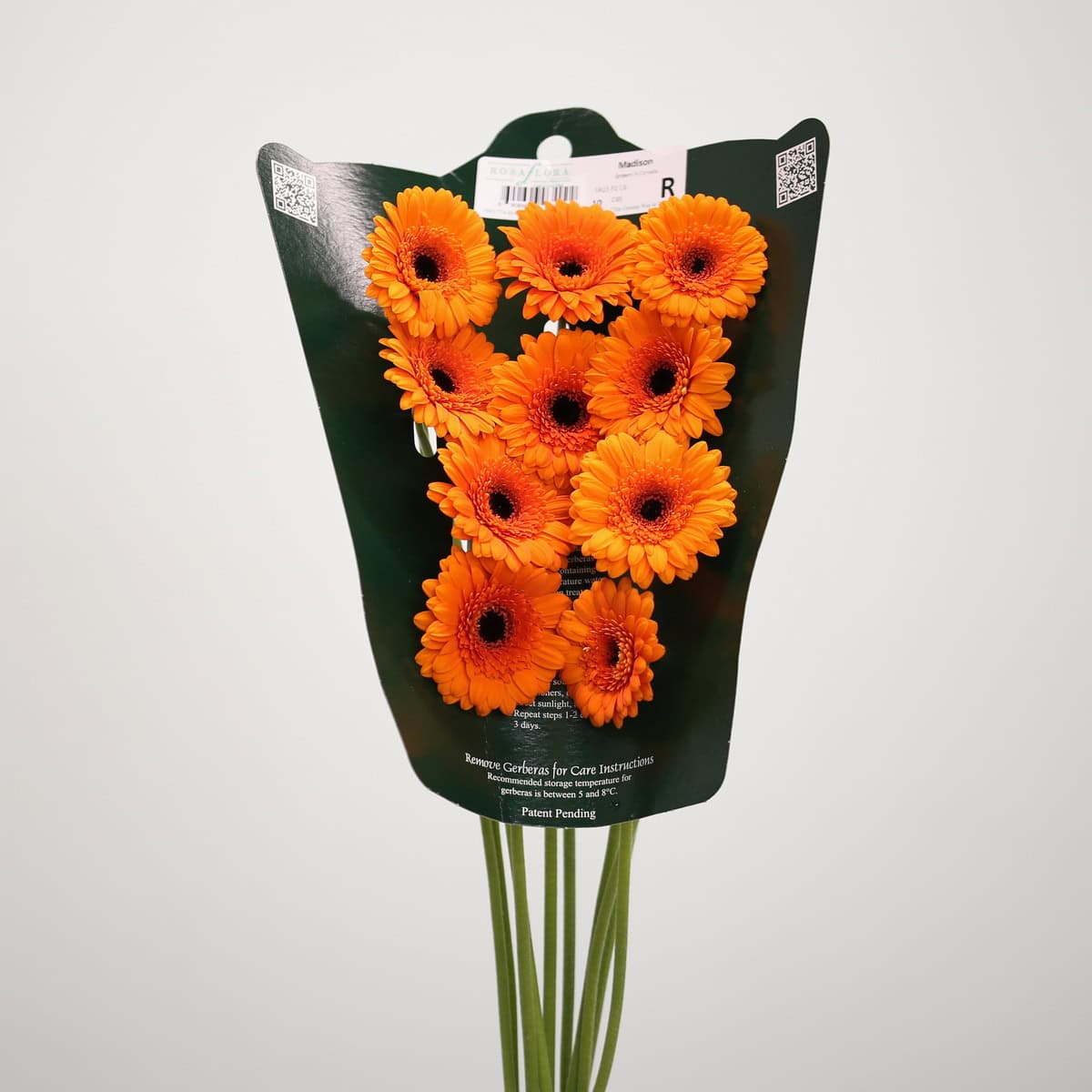 Mini Gerbera Madison (Bulk DIY)