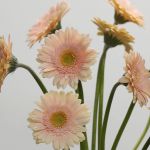 Mini Gerbera Pelican (Bulk DIY)