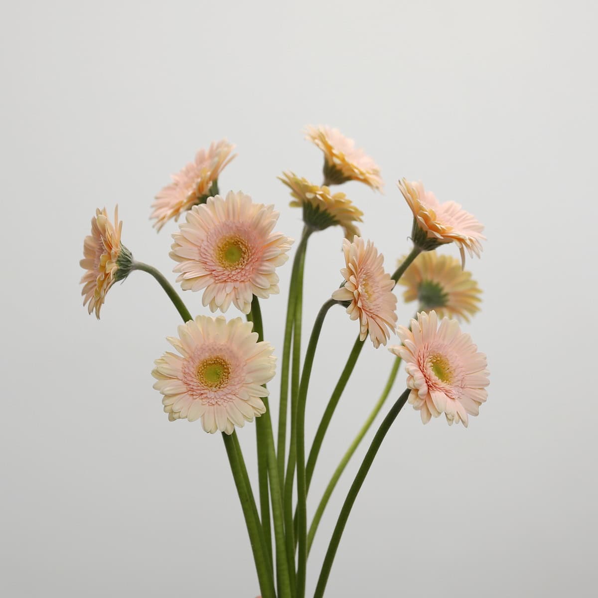 Mini Gerbera Pelican BUNCH