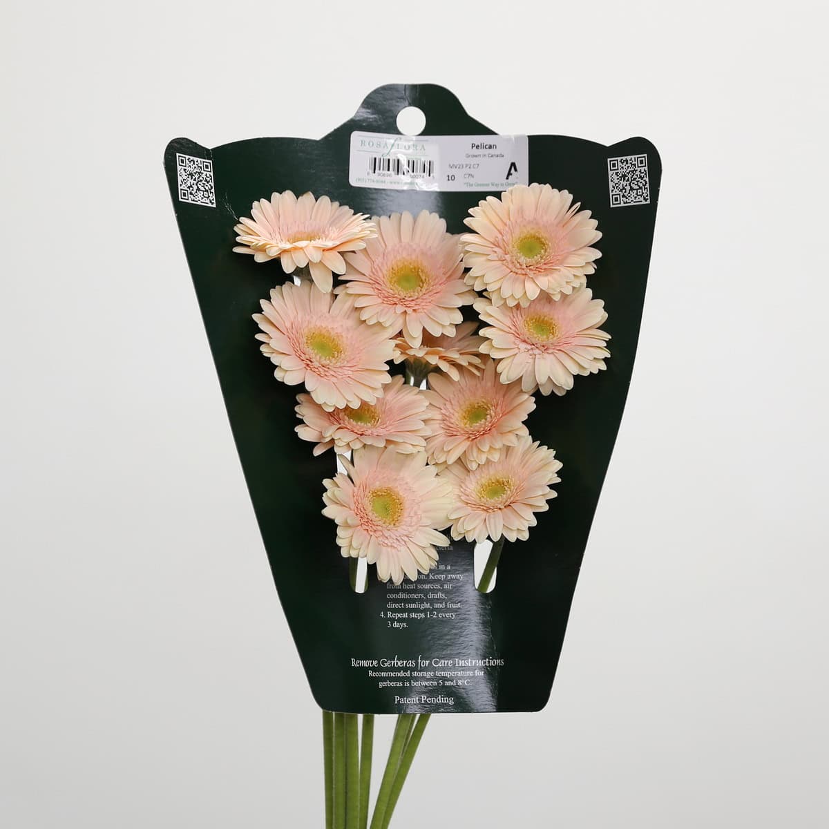 Mini Gerbera Pelican (Bulk DIY)