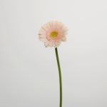 Mini Gerbera Pelican (Bulk DIY)