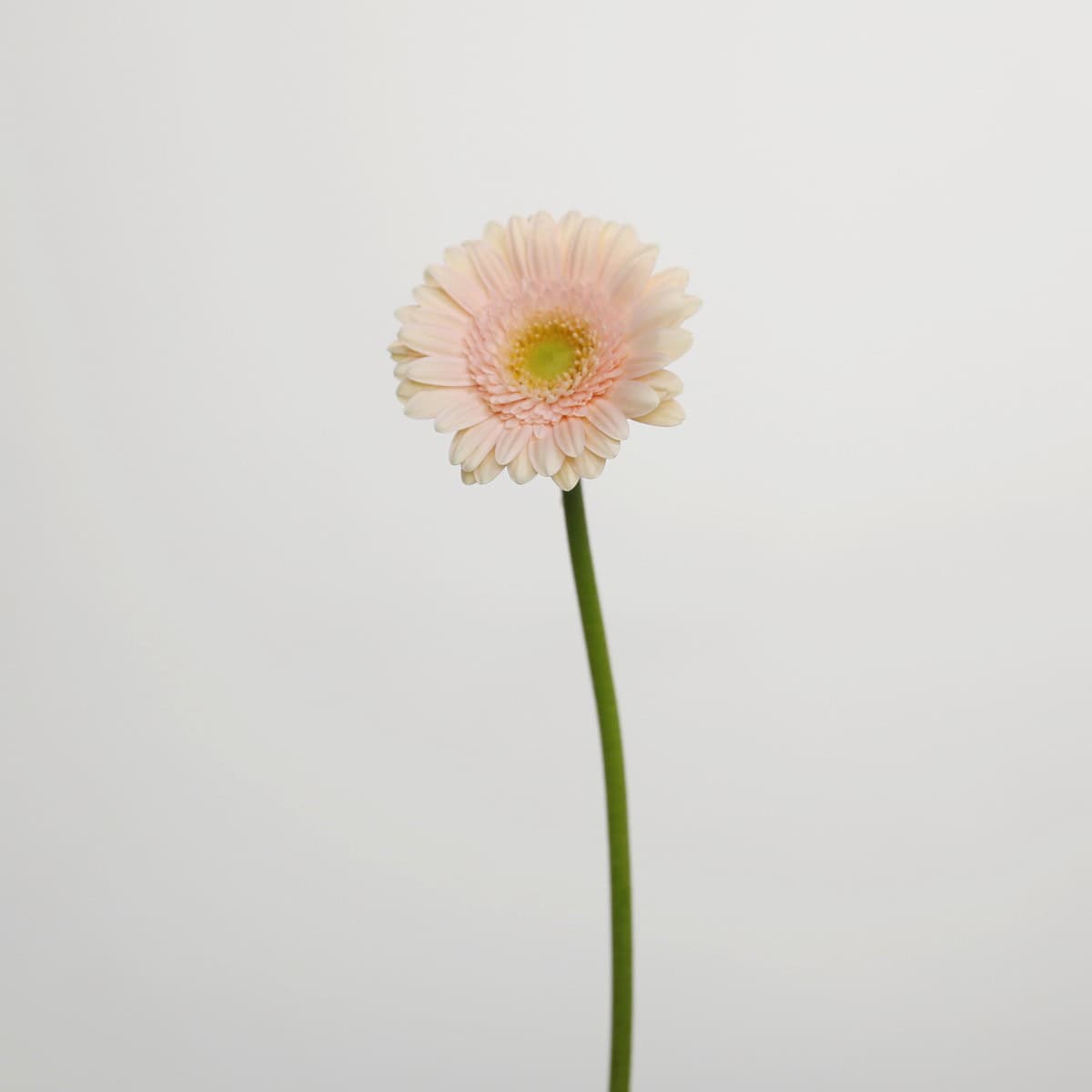 Mini Gerbera Pelican (Bulk DIY)