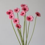 Mini Gerbera Smart (Bulk DIY)