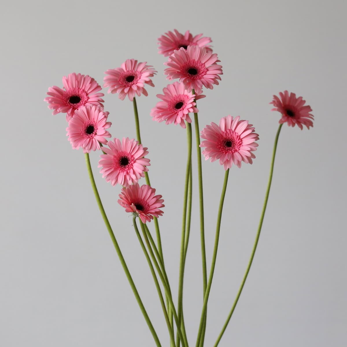 Mini Gerbera Smart