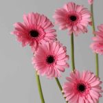 Mini Gerbera Smart (Bulk DIY)