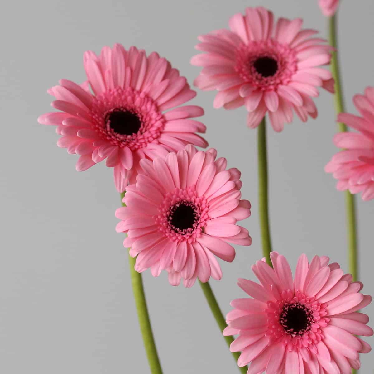 Mini Gerbera Smart (Bulk DIY)