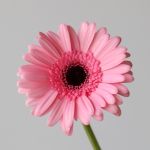 Mini Gerbera Smart (Bulk DIY)