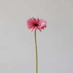 Mini Gerbera Smart (Bulk DIY)