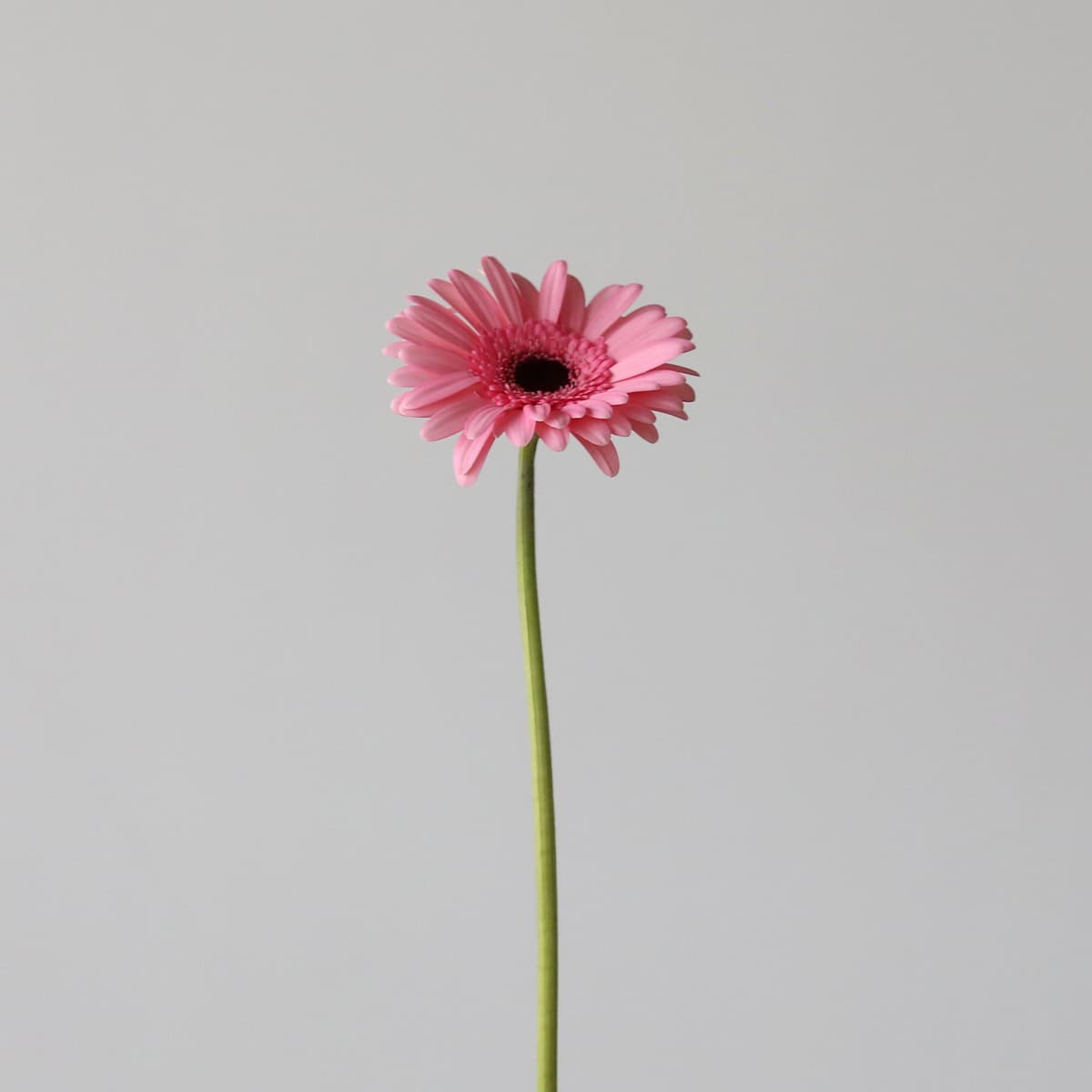 Mini Gerbera Smart (Bulk DIY)