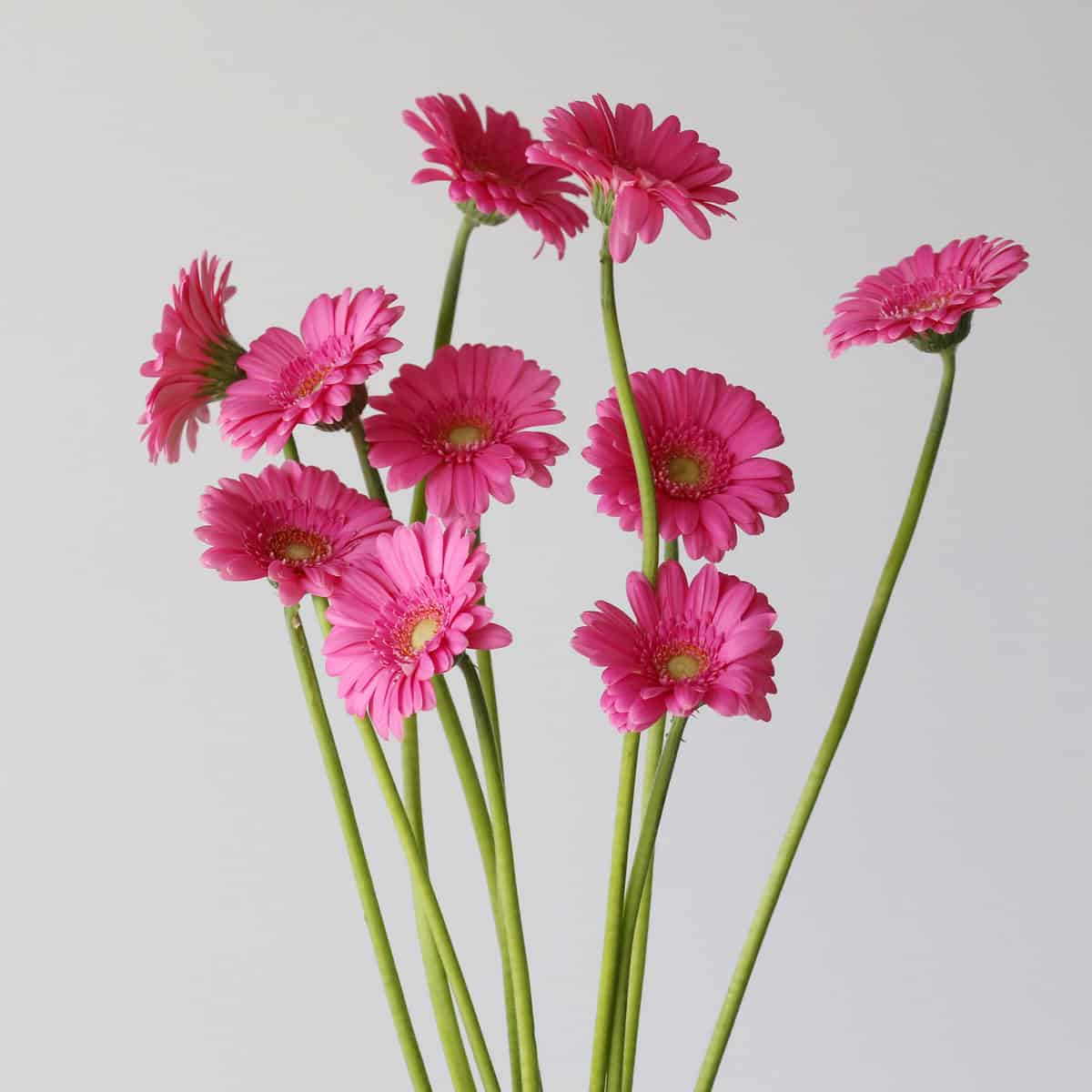 Mini Gerbera Sympathy
