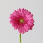 Mini Gerbera Sympathy (Bulk DIY)