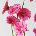 Mini Gerbera Sympathy (Bulk DIY)