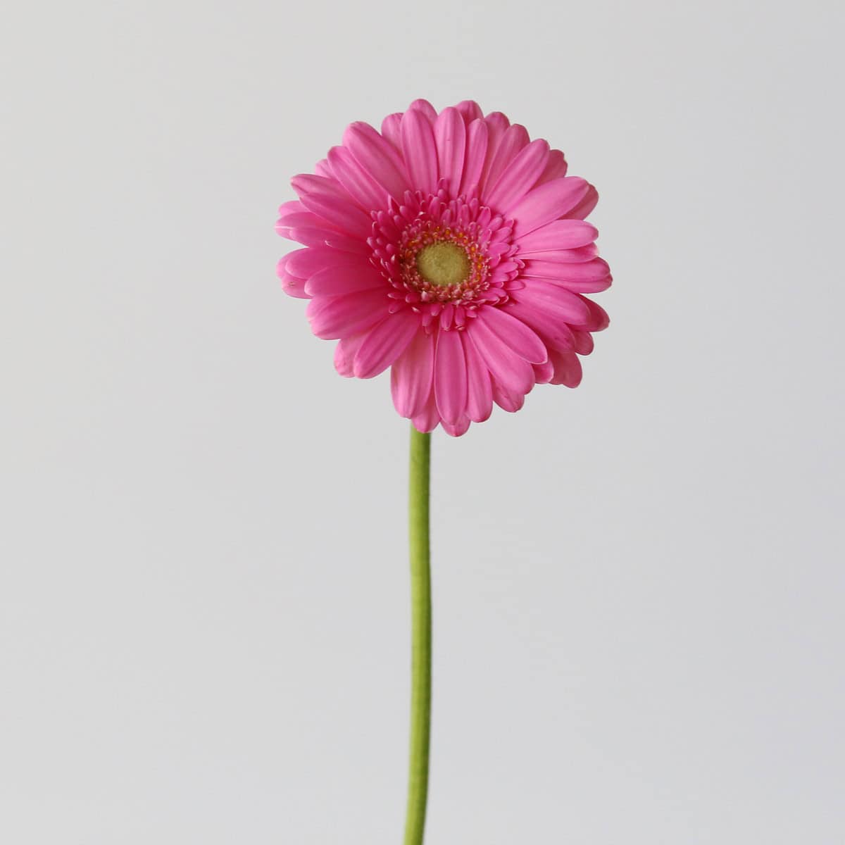 Mini Gerbera Sympathy (Bulk DIY)