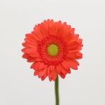 Mini Gerbera Timeout (Bulk DIY)