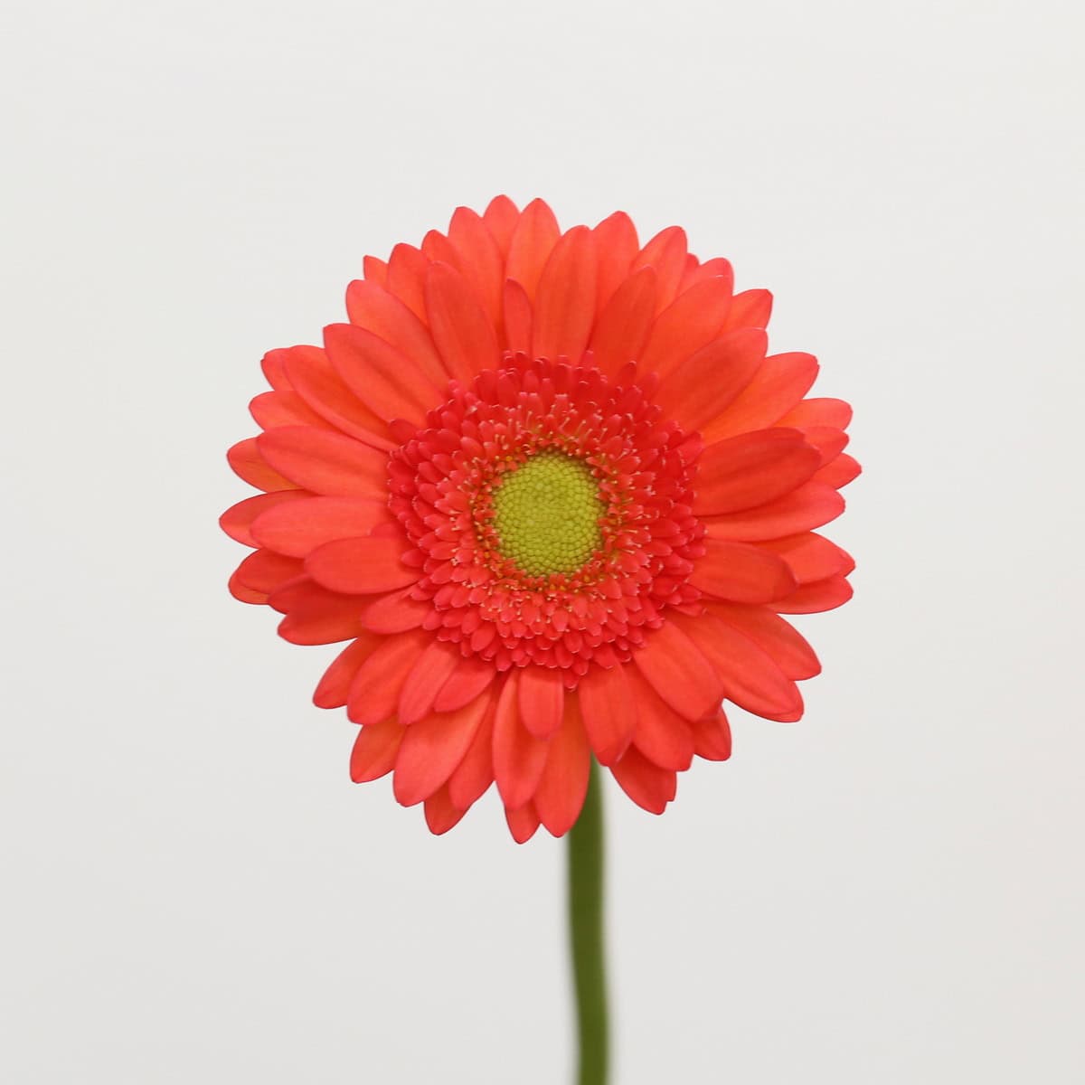 Mini Gerbera Time Out