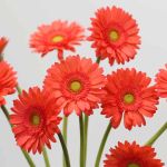 Mini Gerbera Timeout (Bulk DIY)