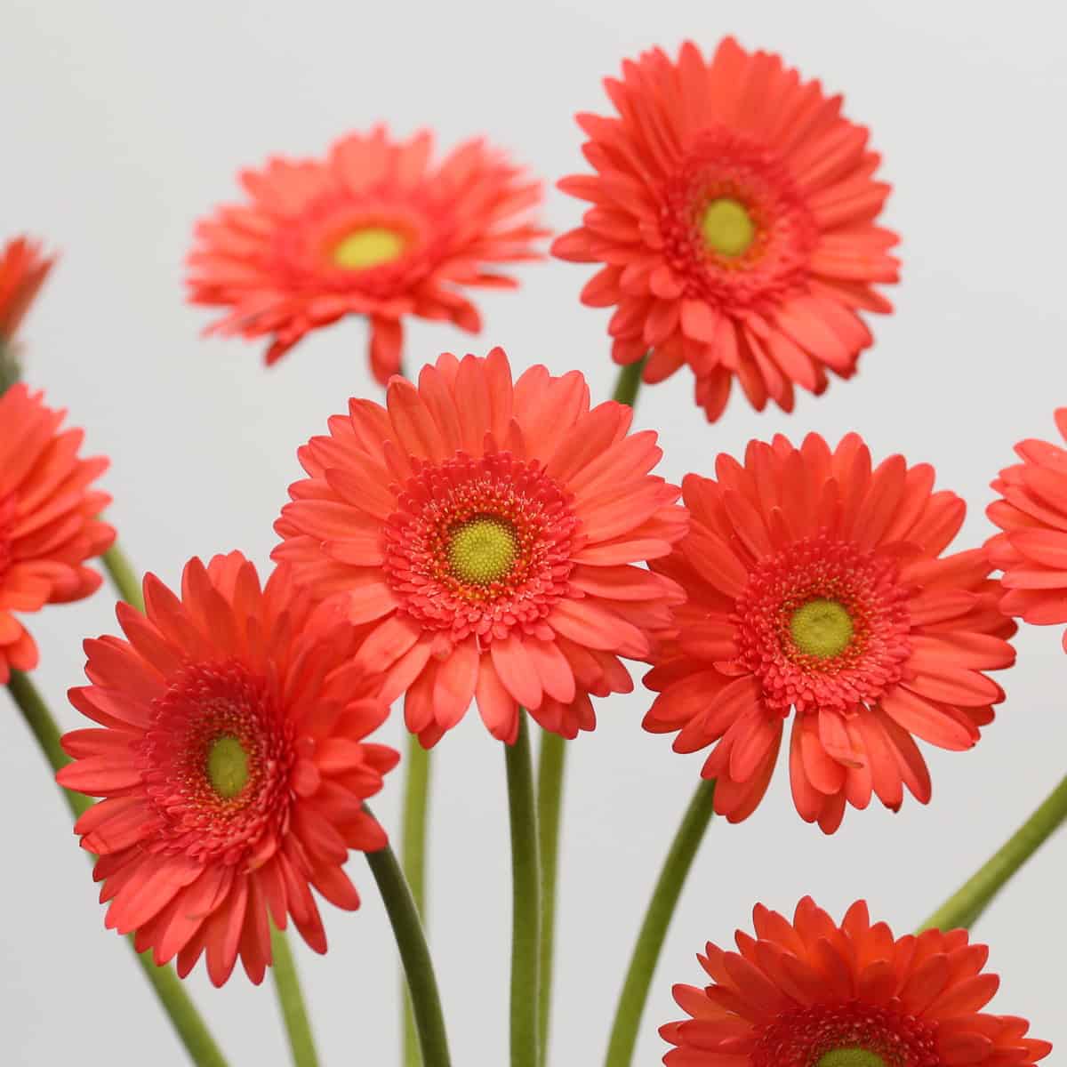Mini Gerbera Timeout (Bulk DIY)