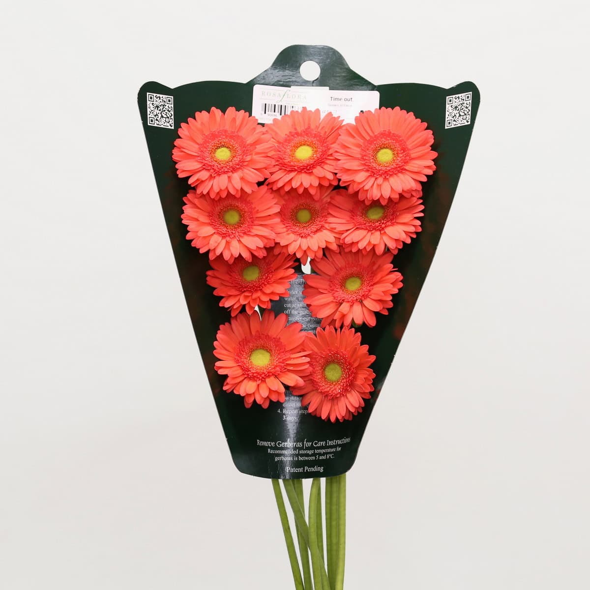 Mini Gerbera Timeout (Bulk DIY)