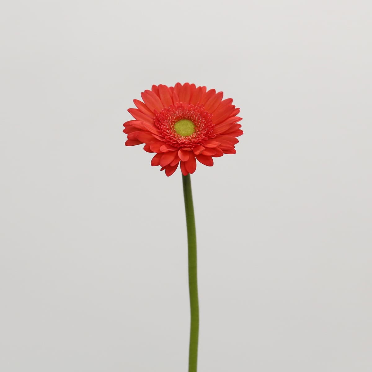 Mini Gerbera Timeout (Bulk DIY)