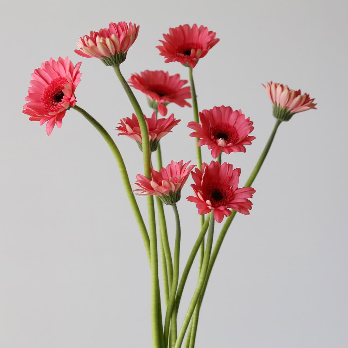 Mini Gerbera Vidal