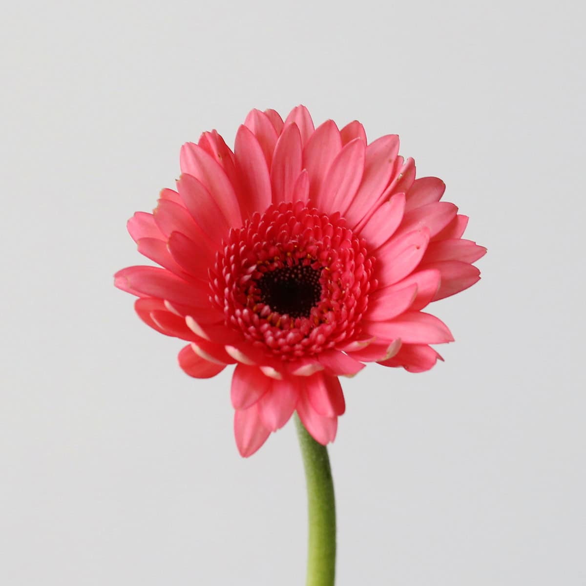 Mini Gerbera Vidal