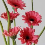 Mini Gerbera Vidal (Bulk DIY)