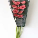 Mini Gerbera Vidal (Bulk DIY)