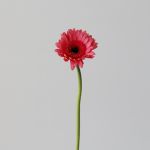 Mini Gerbera Vidal (Bulk DIY)