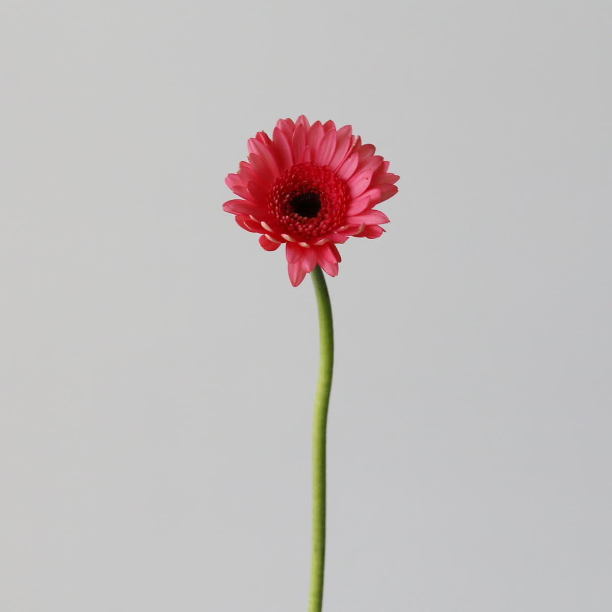 Mini Gerbera Vidal (Bulk DIY)