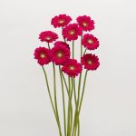 Mini Gerbera Vivian (Bulk DIY)