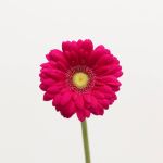 Mini Gerbera Vivian (Bulk DIY)