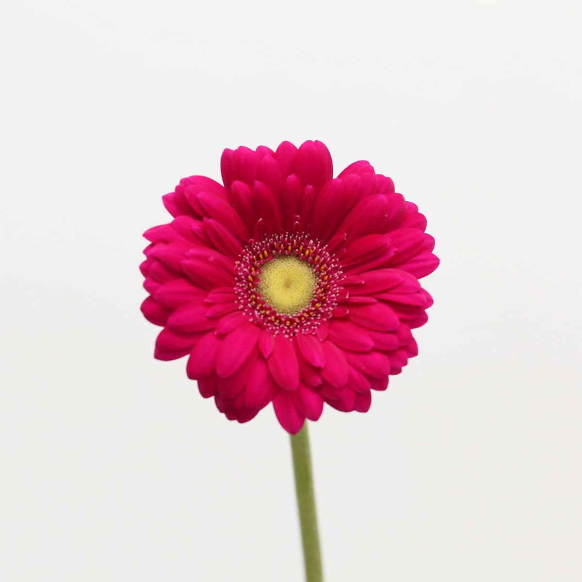 Mini Gerbera Vivian