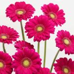 Mini Gerbera Vivian (Bulk DIY)