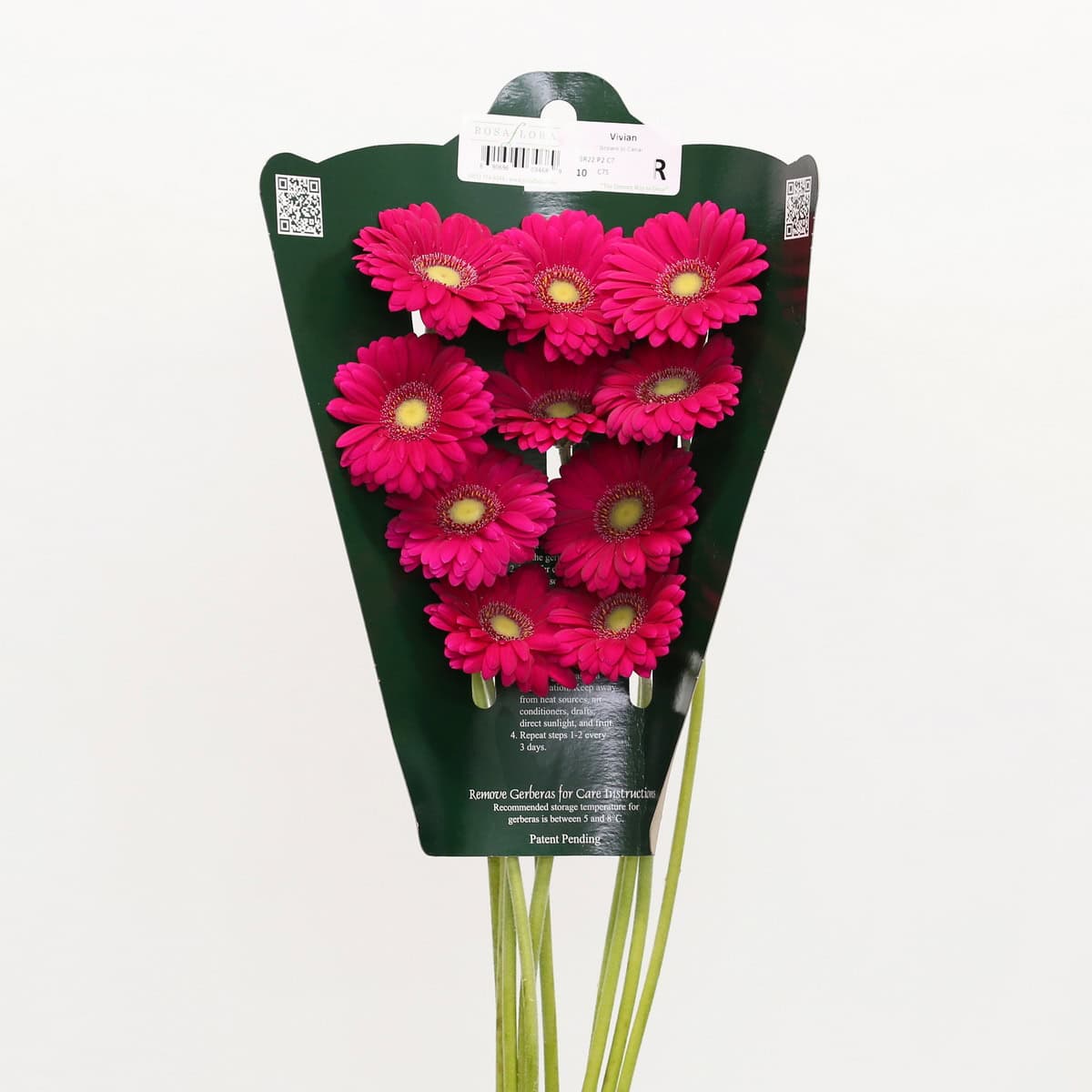 Mini Gerbera Vivian (Bulk DIY)
