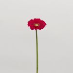 Mini Gerbera Vivian (Bulk DIY)