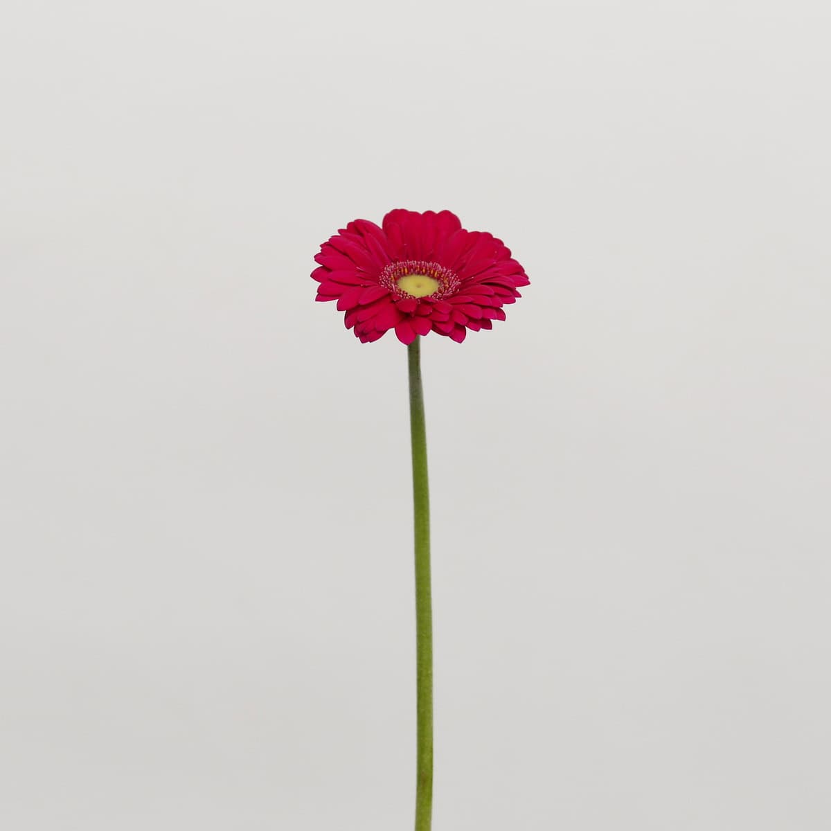 Mini Gerbera Vivian (Bulk DIY)