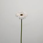 Mini Gerbera Whity (Bulk DIY)