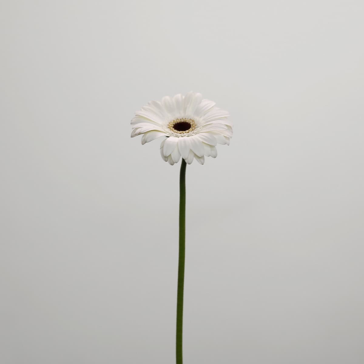 Mini Gerbera Whity (Bulk DIY)